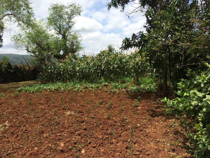 A picture of maize and onions at a small farm in Ethiopia