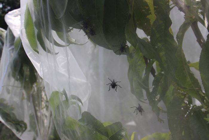 SLF Nymphs