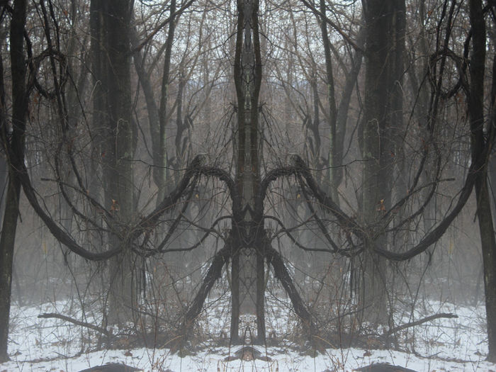 manipulated photo of trees in winter