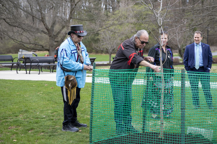 Planting of American persimmon tree 