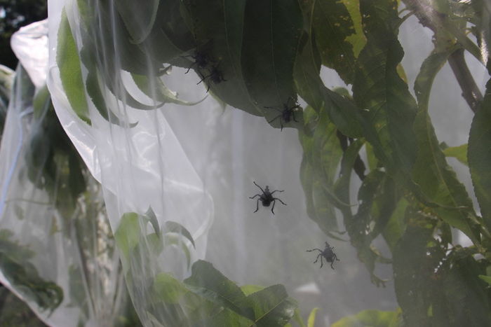 SLF Nymphs