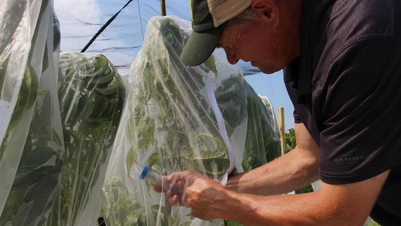 John Rost treating the plants to kill the SLF.