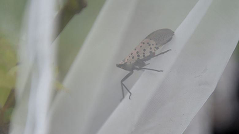 Spotted Lantern Fly