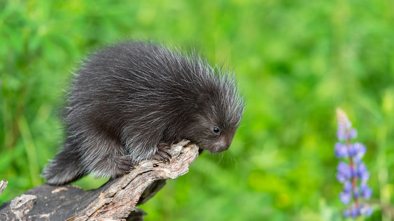 A porcupine