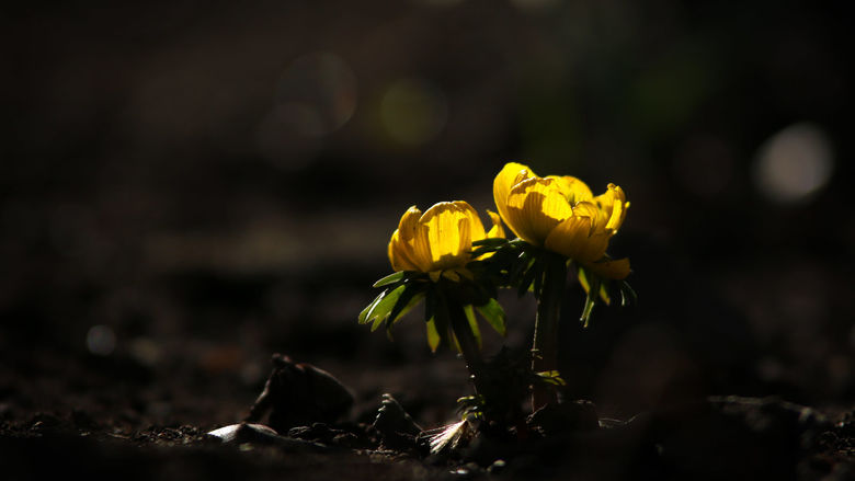 Two dandelions with light shining through their petals