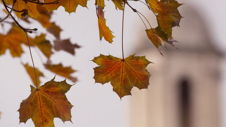 Autumn Leaves