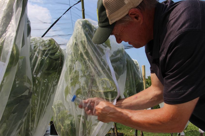 John Rost treating the plants to kill the SLF.