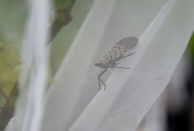 Spotted Lantern Fly Spotted Lantern Fly