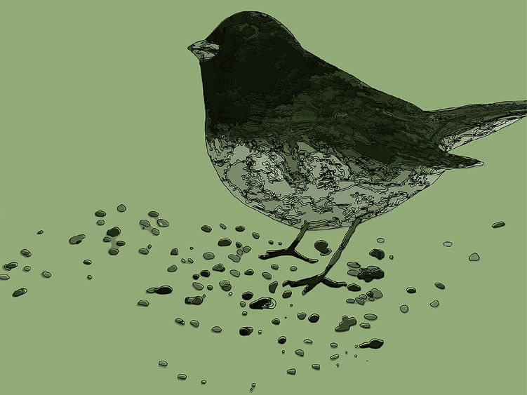 “Bird Call: Studies and Actions Dedicated to Biodiversity" Exhibition Image